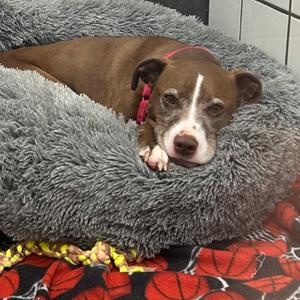 Macy, Terrier, American Staffordshire, senior, available for adoption