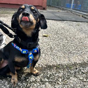 Wendy, Dachshund, adult, available for adoption