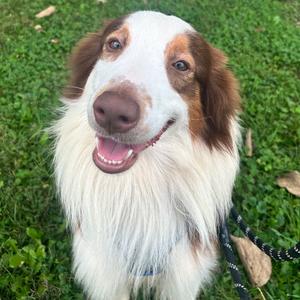 River, Collie, Border, adult, available for adoption