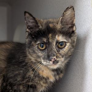 Miss Congeniality, available for adoption