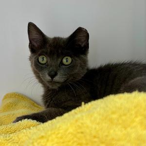 Seagull, available for adoption