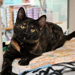 Nissa (and Ajani), available for adoption
