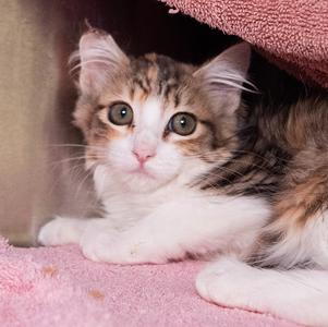 Kelewele, available for adoption