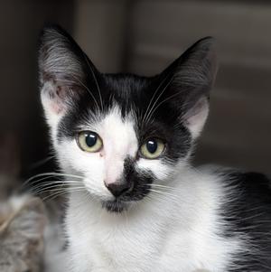 Melanie, available for adoption