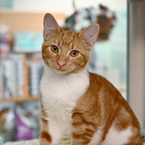 Ajani (and Nissa), available for adoption