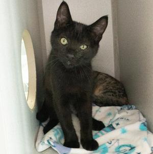 Eiffel Tower, available for adoption