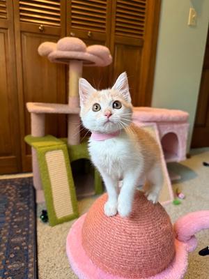 Princess Buttercup, available for adoption
