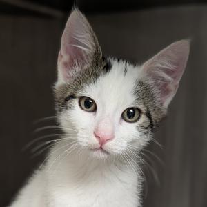 Elwood, available for adoption
