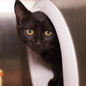 Jackie Rome, available for adoption