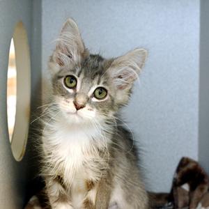 Gyro, available for adoption