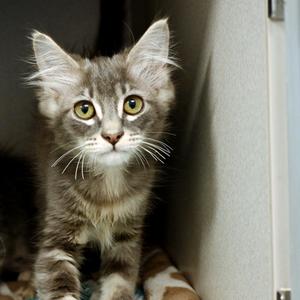 Sandwich, available for adoption