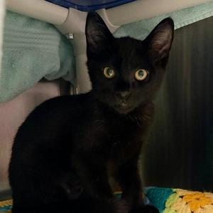 New York, available for adoption