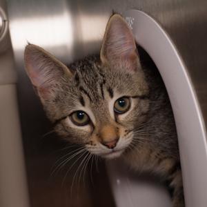 Chiaroscuro, available for adoption
