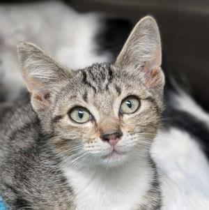 Riven, available for adoption