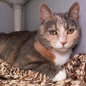 Jetta, adult, available for adoption