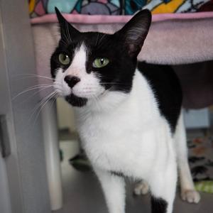Jalapeno, young, available for adoption