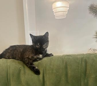 Rocky, available for adoption