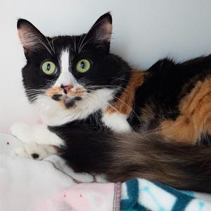 Lazy Susan, young, available for adoption