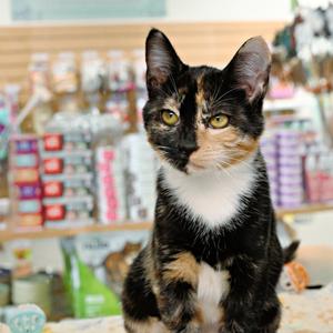 Jaya (and Sorin), available for adoption