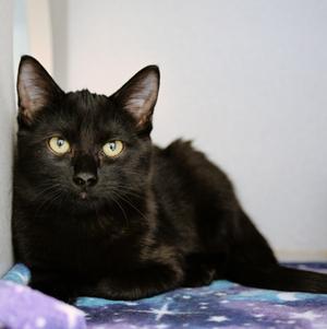 Senorita (and Twiggy), available for adoption