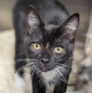 Magic Eraser, available for adoption