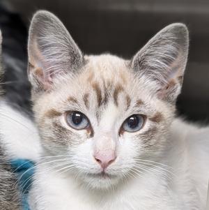Kella, available for adoption