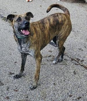 A brindle dog with a green collar standing on a gravel surface, its mouth open and tongue out, tail curved upwards.