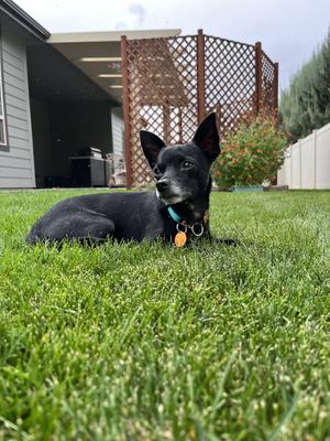 Chong, Chihuahua, adult, available for adoption
