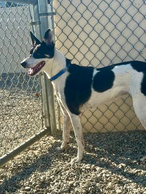 Poppy, young, available for adoption