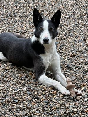 Skipper, Border Collie, adult, available for adoption