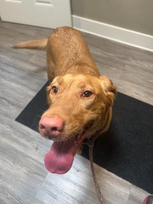 Daisy, Yellow Labrador Retriever, adult, available for adoption