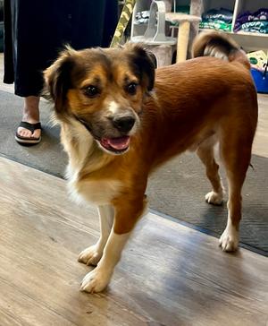 John, available for adoption