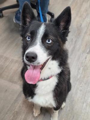 Akoya, Border Collie / Husky, adult, available for adoption