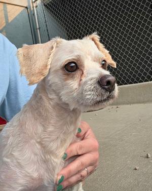 Nova, Maltese / Poodle (Toy), young, available for adoption