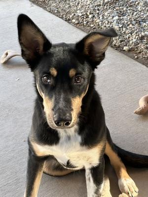 Sherlock, puppy, available for adoption
