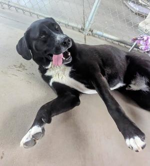 Goofy - in foster, adult, available for adoption