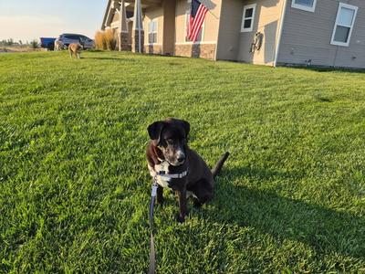 Goofy, adult, available for adoption