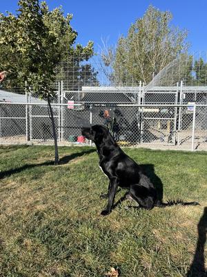 Chuck, young, available for adoption