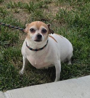 Emmy, Chihuahua, available for adoption