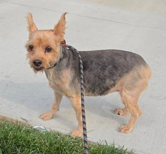 Hannah, Yorkshire Terrier Yorkie, available for adoption