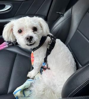 Mateo, Maltese, available for adoption