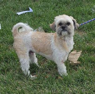 Dallas, Shih Tzu, available for adoption