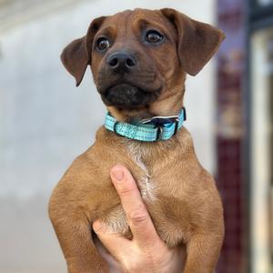 Blue, Mixed Breed (Medium), puppy, available for adoption