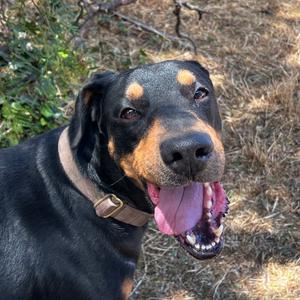Brandon, Pinscher, Doberman, senior, available for adoption