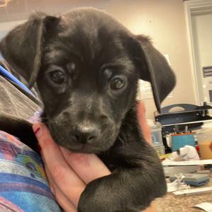 Alvin, Mixed Breed (Small), puppy, available for adoption