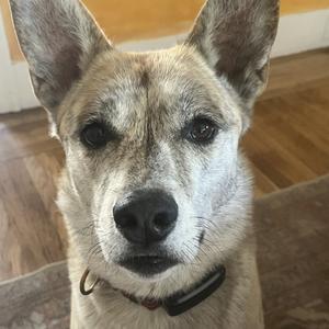 Atlantis, Mixed Breed (Medium), adult, available for adoption