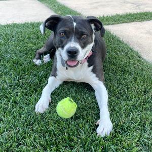 Asali, Mixed Breed (Medium), young, available for adoption