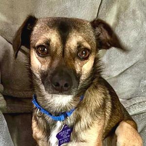 Cafecito, Chihuahua, adult, available for adoption