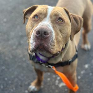 A brown dog with a white stripe on its face, wearing a black collar and an orange leash, looking up at the camera.