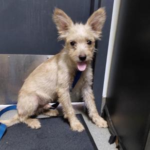 Bentley, Terrier, young, available for adoption